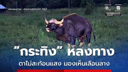 “กระทิง” หลงทาง ตาไม่สะท้อนแสง มองเห็นเลือนลาง