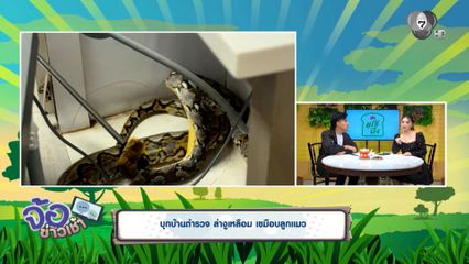 บุกบ้านตำรวจ ล่างูเหลือม เขมือบลูกแมว