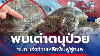 พบเต่าตนุป่วยลอยใกล้หาดแหลมเจริญ เจ้าหน้าที่เร่งช่วยเหลือฟื้นฟูสู่ทะเล