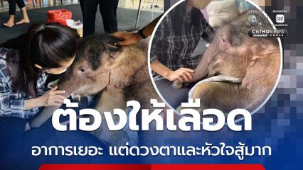 น้องข้าวต้ม มีภาวะอักเสบภายใน ต้องให้เลือด