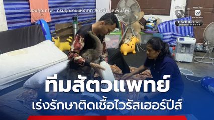 ลูกช้างป่า "ข้าวต้ม" สู้ชีวิต ทีมสัตวแพทย์และผู้เชี่ยวชาญเร่งรักษาติดเชื้อไวรัสเฮอร์ปีส์ ที่ส่งผลกระทบต่อระบบทางเดินอาหาร