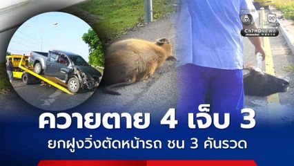 อุบัติเหตุสลด ควายตาย 4 เจ็บ 3 ยกฝูงวิ่งตัดหน้ารถ ชน 3 คันรวด