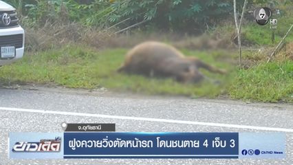 ฝูงควายวิ่งตัดหน้ารถ โดนชนตาย 4 เจ็บ 3