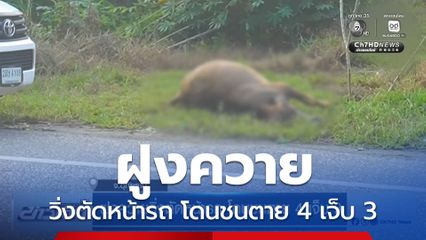 ฝูงควายวิ่งตัดหน้ารถ โดนชนตาย 4 เจ็บ 3