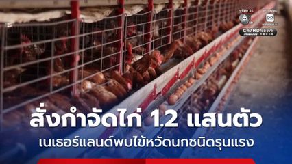 เนเธอร์แลนด์ พบ “ไข้หวัดนก” ชนิดรุนแรง สั่งกำจัดไก่ 120,000 ตัว ป้องกันเชื้อแพร่ระบาดเพิ่มเติม