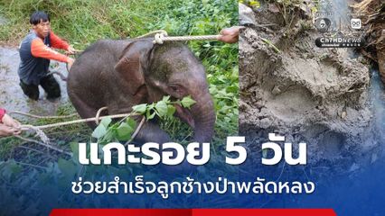 ช่วยสำเร็จ ลูกช้างป่าพลัดหลงคาดถูกน้ำพัดขณะข้ามห้วย