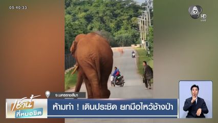 ห้ามทำ ! เดินประชิด ยกมือไหว้ช้างป่า