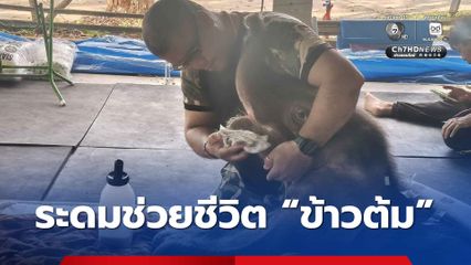 ประเมินอาการ “ข้าวต้ม” รายวัน เตรียมถ่ายเลือดคืนนี้