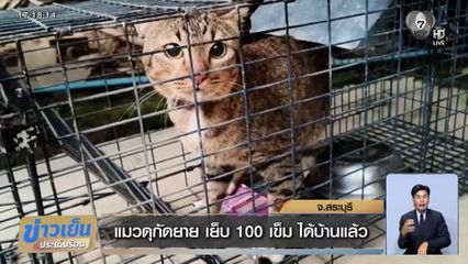 แมวดุกัดยาย เย็บ 100 เข็ม ได้บ้านแล้ว