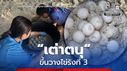 เต่าตนุ ขึ้นวางไข่รังที่ 3 อุทยานแห่งชาติหมู่เกาะสิมิลัน ชี้ ระบบนิเวศชายหาดอุดมสมบูรณ์