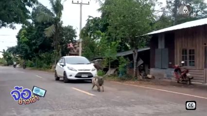 ขาสั้นขยันเดิน “เจ้าโทน” หมูแคระจอมซ่า