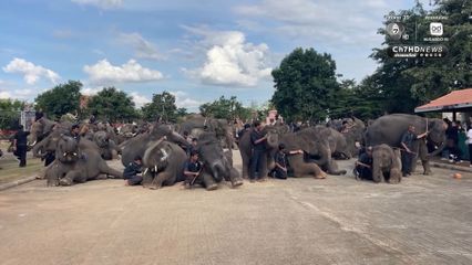 ช้าง 200 เชือก นั่งหมอบกราบแสดงความอาลัย