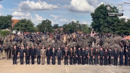 ช้าง 200 เชือก นั่งหมอบกราบแสดงความอาลัย