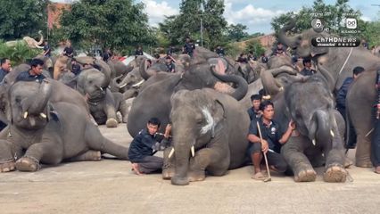 ช้าง 200 เชือก นั่งหมอบกราบแสดงความอาลัย