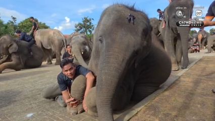 ช้าง 200 เชือก นั่งหมอบกราบแสดงความอาลัย