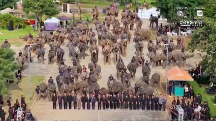 ช้าง 200 เชือก นั่งหมอบกราบแสดงความอาลัย