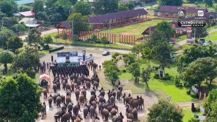 ช้าง 200 เชือก นั่งหมอบกราบแสดงความอาลัย