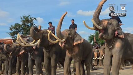 ช้าง 200 เชือก นั่งหมอบกราบแสดงความอาลัย