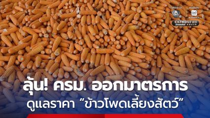 ลุ้น! ครม. ออกมาตรการรักษาเสถียรภาพราคา “ข้าวโพดเลี้ยงสัตว์”