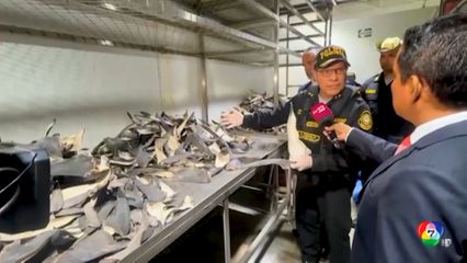 ตำรวจเปรู ยึดหูฉลามอบแห้ง มูลค่ากว่า 250 ล้านบาท เตรียมส่งขายเอเชีย