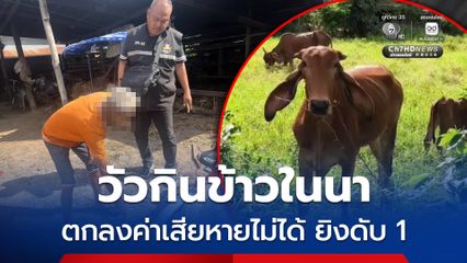 วัวกินข้าวในนา คิดเสียหาย 500 บาท แต่ตกลงกันไม่ได้ ยิงกันตาย