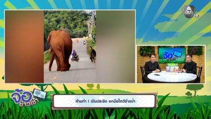 ห้ามทำ ! เดินประชิด ยกมือไหว้ช้างป่า