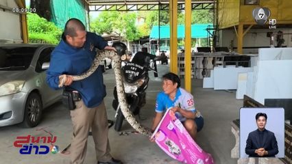 หญิงแกร่ง จับงูเหลือมยักษ์