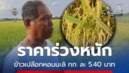 ชาวนาสีคิ้วหวั่นขาดทุนหนัก ข้าวเปลือกหอมมะลิ กก.ละ 5.40 บาท