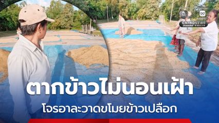 ชาวนาวสุดช้ำ ตากข้าวไม่นอนเฝ้า ถูกโจรอาละวาดขโมยข้าวเปลือก