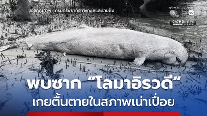 พบซาก “โลมาอิรวดี” เกยตื้นตายในสภาพเน่าเปื่อย