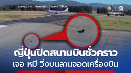 หมีโผล่อีกแล้ว ! วิ่งบนลานจอด สนามบินญี่ปุ่นต้องปิดชั่วคราว