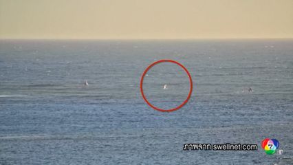 นักเล่นกระดานโต้คลื่นถูกฉลามทำร้ายที่ออสเตรเลีย คิดว่าตายแน่