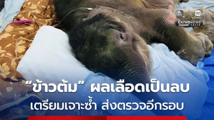 ลูกช้างป่าพลัดหลง “ข้าวต้ม” ผลเลือดเป็นลบ ทางทีมสัตวแพทย์ เตรียมเจาะเลือดซ้ำส่งตรวจอีกรอบ