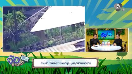 ตามล่า เจ้าจ๋อ ป่วนกรุง บุกรุกบ้านชาวบ้าน