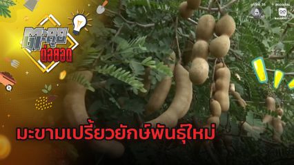 ตะลุยต่อยอด : มะขามเปรี้ยวยักษ์พันธุ์ใหม่