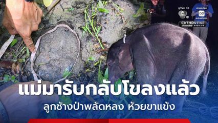 แม่มารับกลับโขลงแล้ว ! ลูกช้างป่าพลัดหลงห้วยขาแข้ง หลังปีนคอกเดินหายเข้าไปในป่า