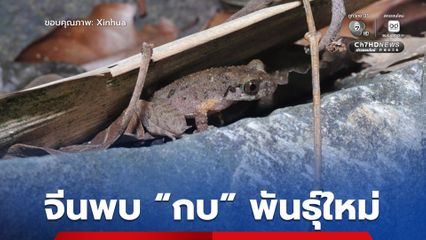 ทีมวิจัยจีน ค้นพบ “กบ” สายพันธุ์ใหม่ ตั้งชื่อ “กังฟู” แม้จะมีขนาดเล็ก