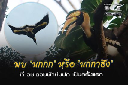 พบ “นกกก” หรือ “นกกาฮัง” ที่ อช.ดอยผ้าห่มปก เป็นครั้งแรก