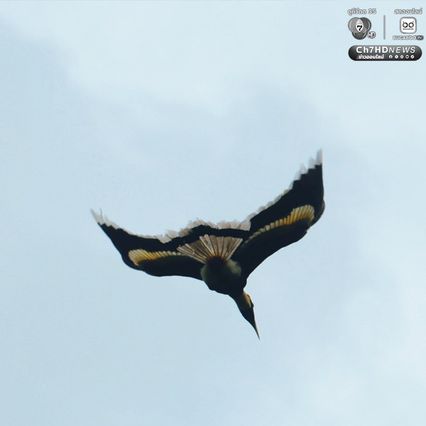 พบ “นกกก” หรือ “นกกาฮัง” ที่ อช.ดอยผ้าห่มปก เป็นครั้งแรก