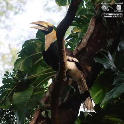 พบ “นกกก” หรือ “นกกาฮัง” ที่ อช.ดอยผ้าห่มปก เป็นครั้งแรก