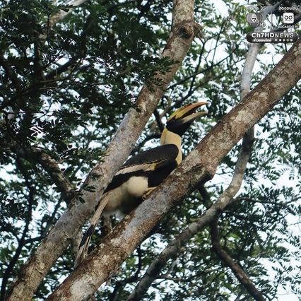 พบ “นกกก” หรือ “นกกาฮัง” ที่ อช.ดอยผ้าห่มปก เป็นครั้งแรก