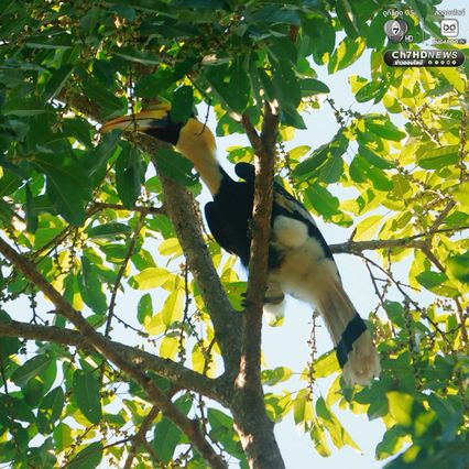 พบ “นกกก” หรือ “นกกาฮัง” ที่ อช.ดอยผ้าห่มปก เป็นครั้งแรก