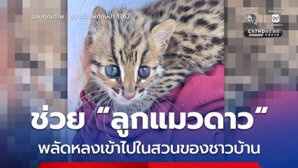 ช่วย “ลูกแมวดาว” พลัดหลงเข้าไปในสวนของชาวบ้าน