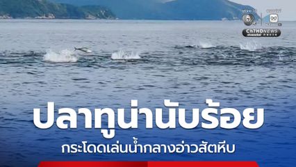 ปลาทูน่านับร้อย กระโดดเล่นน้ำกลางอ่าวสัตหีบ