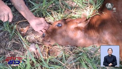 ลูกวัวเกิดใหม่ มี 3 ตา 4 รูจมูก ชาวบ้านแห่ตีเป็นเลข จ.ลำปาง