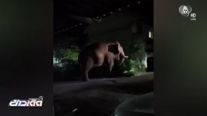 อลหม่าน "พลายด้วน" ช้างป่าบุก สภ.หมูสี จ.นครราชสีมา