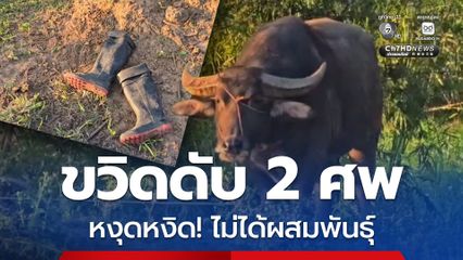 ควายพ่อพันธุ์ หงุดหงิด! ไม่ได้ผสมพันธุ์ ขวิดเจ้าของ-ลูกสะใภ้ ดับ 2 ศพ