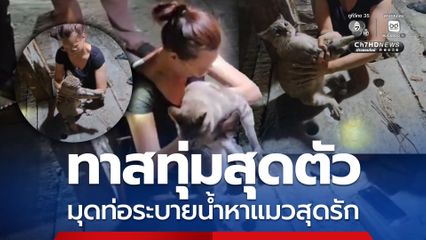 ทาสทุ่มสุดตัว มุดท่อระบายน้ำเรียกหาแมวสุดที่รัก หลังเล่นซนจนติดอยู่ด้านใน