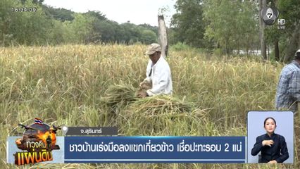 ชาวบ้านเร่งมือลงแขกเกี่ยวข้าว เชื่อปะทะรอบ 2 แน่