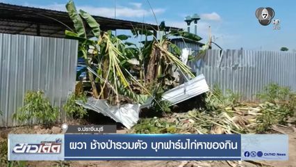 ผวา ช้างป่ารวมตัว บุกฟาร์มไก่หาของกิน